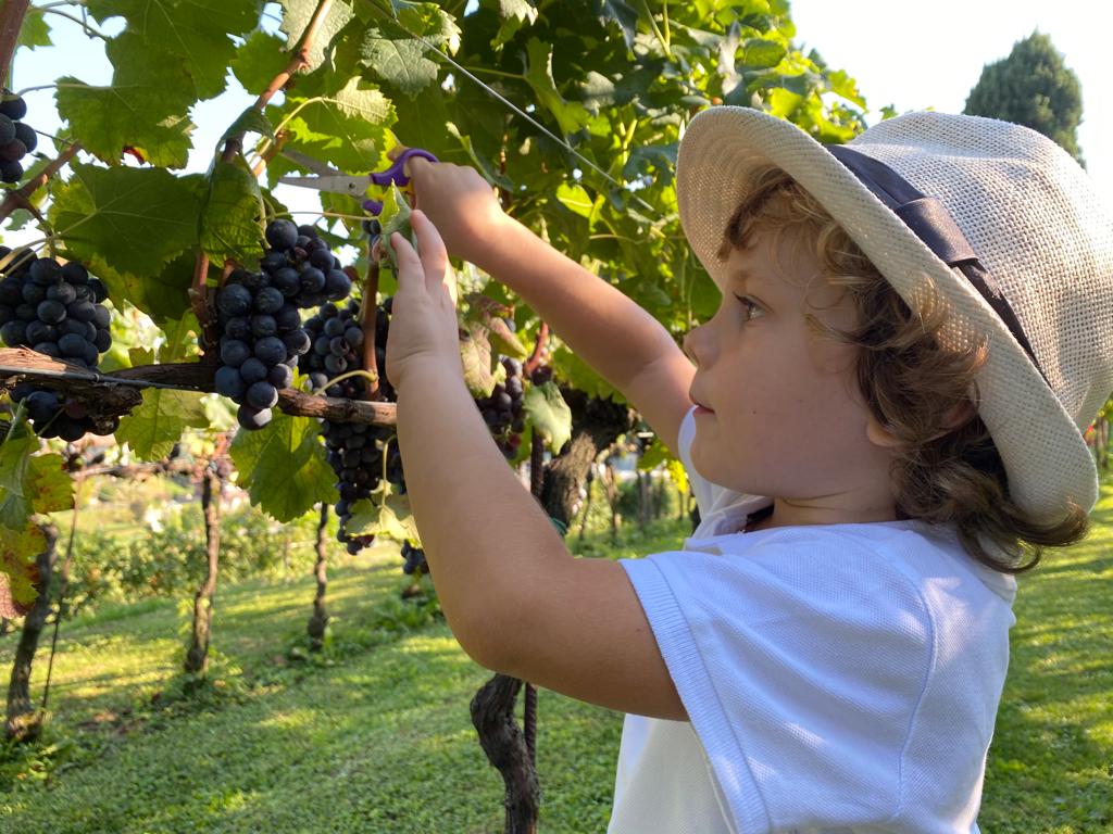 Settembre, tempo di vendemmia per i più piccoli