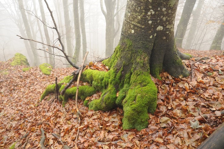 A Bologna una giornata per parlare di ambiente ed ecosistemi forestali