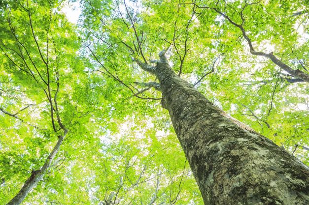 Un albero per la solidarietà europea