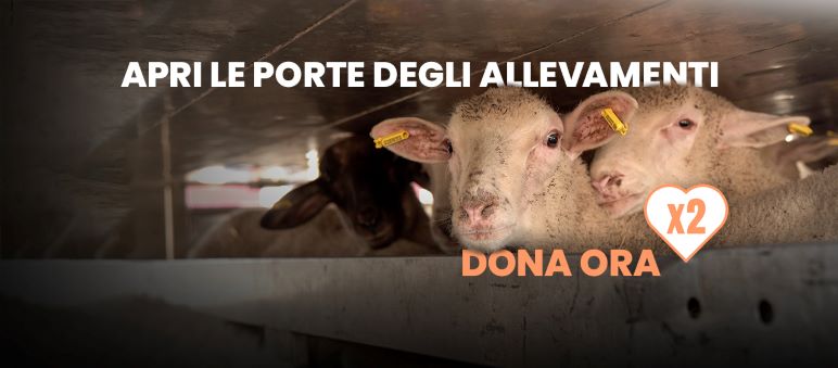 Torna Veganuary, il mese dedicato al vegan promosso anche da Billie Eilish