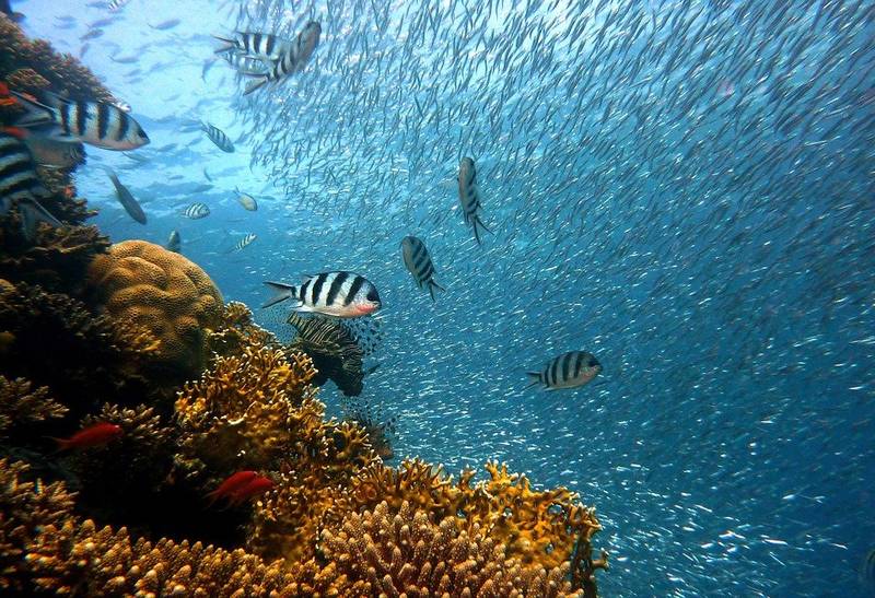 Giornata Mondiale dell’Istruzione, Ioc-Unesco: Introdurre nelle scuole l’Ocean Literacy