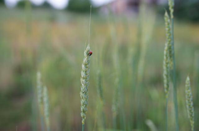 Grani del futuro: il valore della biodiversità cerealicola