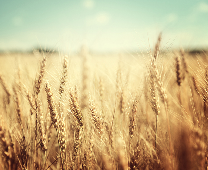 A Sanatech le innovazioni sostenibili per l'agricoltura suolo, acqua ed energia in un mondo di risorse scarse