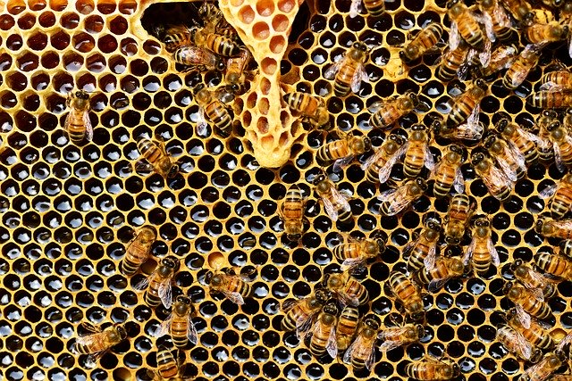 NeN con 3Bee per proteggere 900.000 api