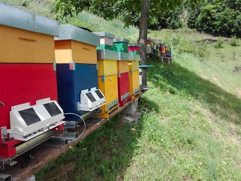Quando la tecnologia fa bene alle api