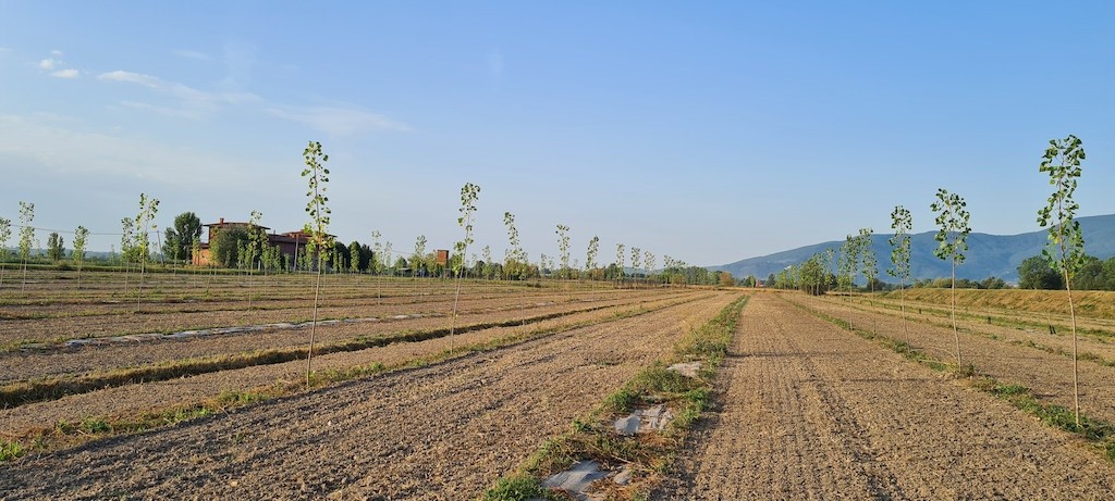 Cartiere Carrara: non basta piantare un albero per fare la differenza