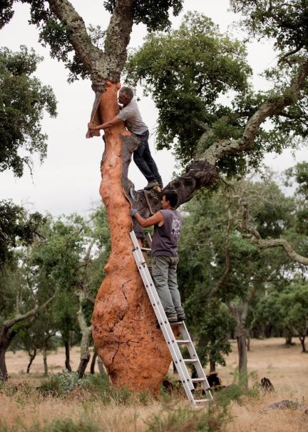 Amorim Cork: scocca l'ora della decortica, in armonia tra eredità e modernità