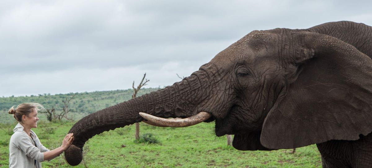 Elephant Gin ottiene la certificazione B Corp