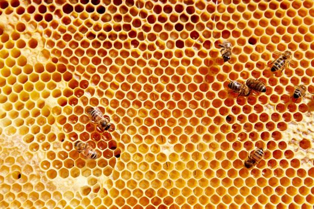 Ricola si impegna a favore delle api e potenzia la biodiversità