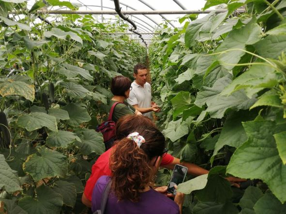 Cetriolo, ampia partecipazione in Sardegna per l'Open Day firmato Rijk Zwaan
