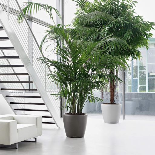 Initial celebra la National Indoor Plant Week: un inno alle piante che creano benessere