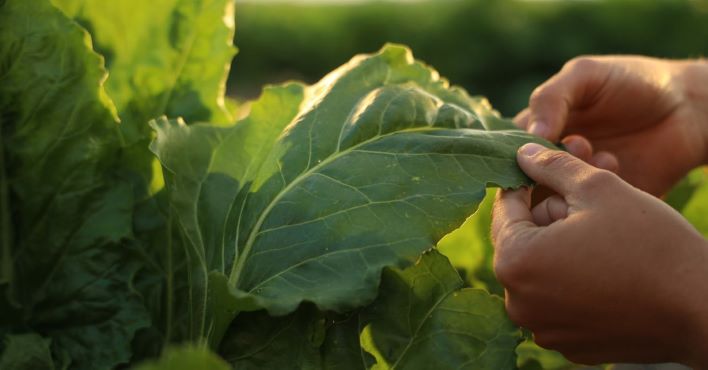 Coprob-Italia Zuccheri: approvato il bilancio 2021