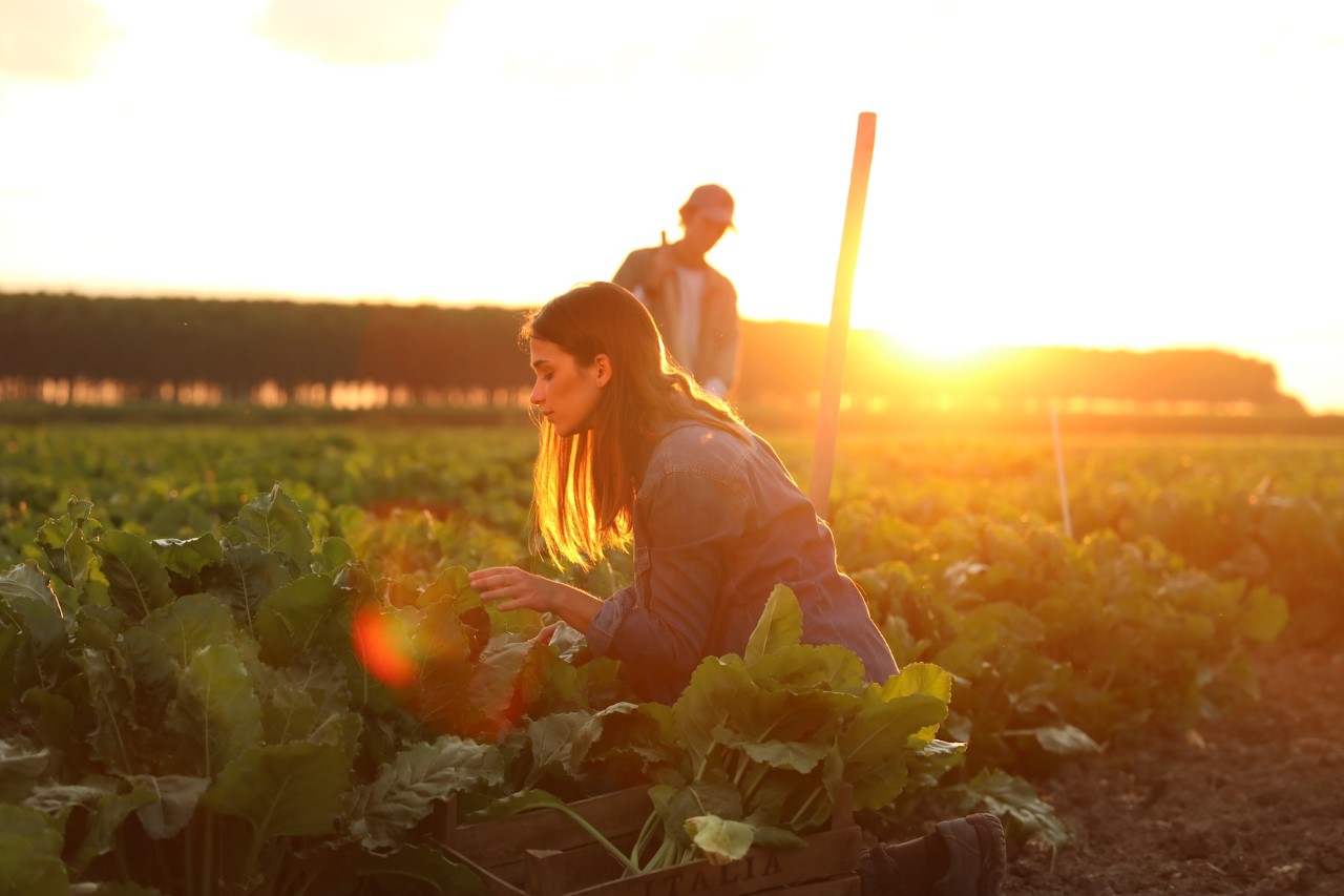 Innovazione e data analytics nella filiera bieticola: il progetto Italia Zuccheri - Coprob e Aretè