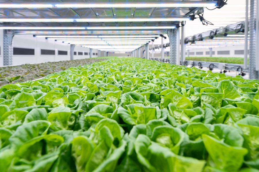 Kilometro Verde inaugura la Vertical Farm più grande d'Europa
