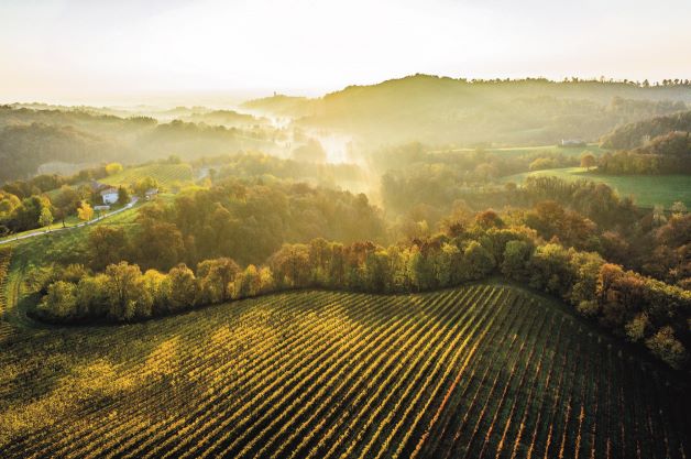 La Marca Vini e Spumanti presenta il suo primo Bilancio di Sostenibilità