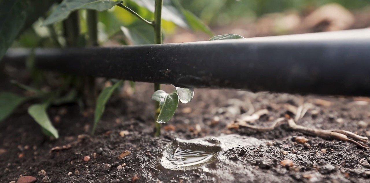 Giornata mondiale dell'acqua, In&Out racconta l'ortofrutta europea, fra lotta agli sprechi e tutela delle fonti dall'inquinamento