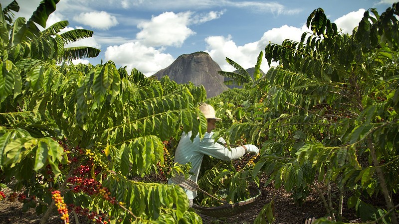 Nestlé lancia il Nescafé Plan 2030