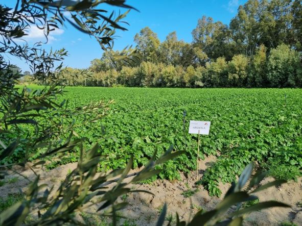Romagnoli F.lli, patate novelle: nel siracusano l'andamento climatico pesa su volumi e tempi