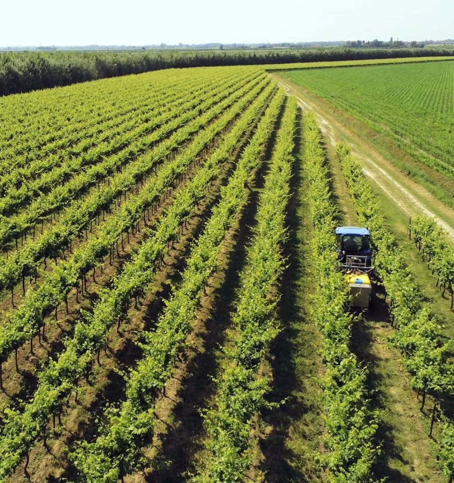 Rivoluzione ozono per il settore vitivinicolo