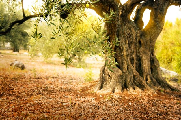 Fratelli Carli: l’azienda è tra le “130 più attente al clima” di Pianeta 2030 e Statista