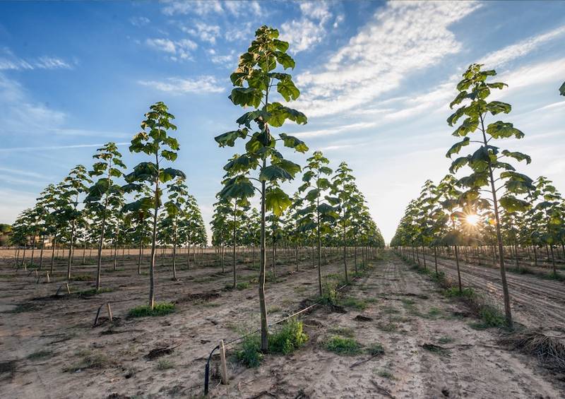 Nicolis Project celebra l’impegno per la sostenibilità: nasce Green Future Project