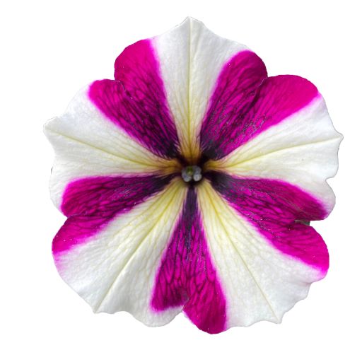 Garden ​Top-Tunia: il nuovo progetto in esclusiva per Aicg - Associazione Italiana Centri Giardinaggio