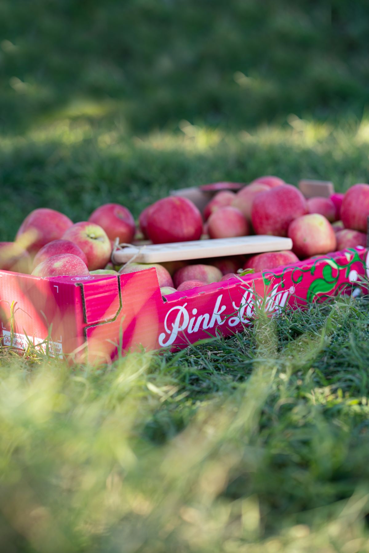Pink Lady Europa ripete anche quest’anno l’operazione Adotta un Albero
