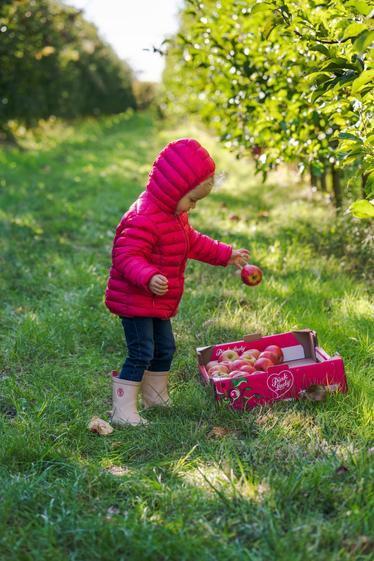 Pink Lady Europa ripete anche quest’anno l’operazione Adotta un Albero