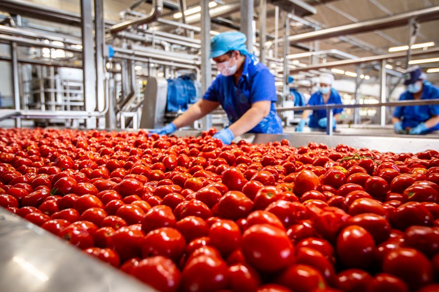 Conserve Italia è pronta ad assumere 1.350 lavoratori stagionali