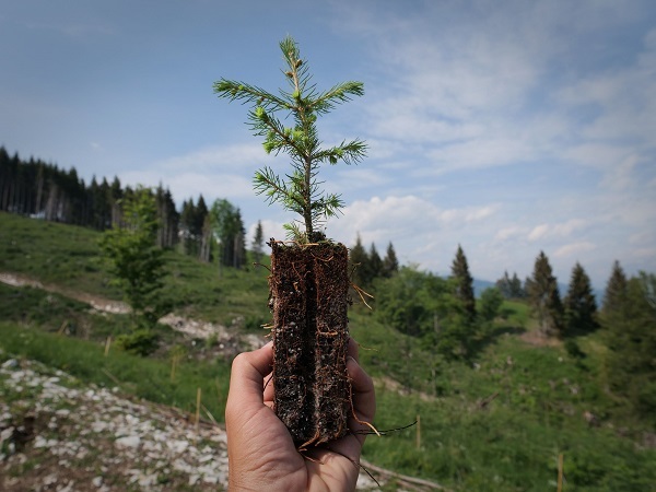 Il Consorzio Tutela Asiago Dop è in prima linea nella riforestazione