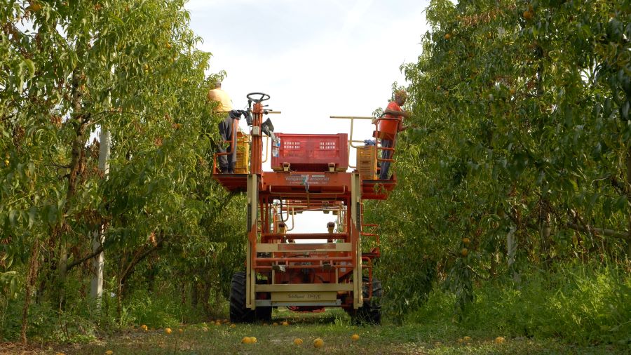 Conserve Italia rilancia i progetti di filiera per impianti programmati