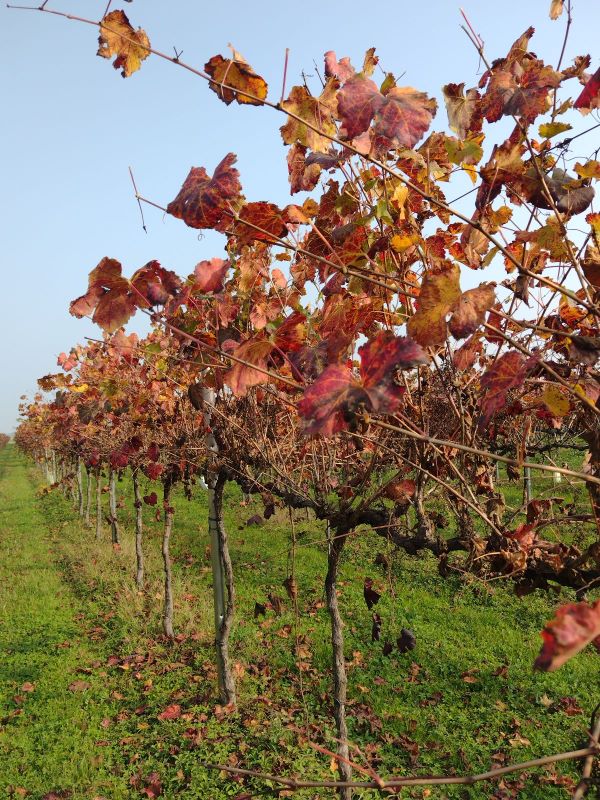 Con il progetto “vine leaf for life” di Cantine Riunite & Civ la foglia di vite diventa fonte di salute e benessere