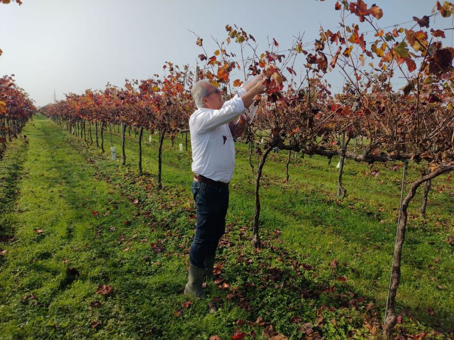 Con il progetto “vine leaf for life” di Cantine Riunite &amp; Civ la foglia di vite diventa fonte di salute e benessere