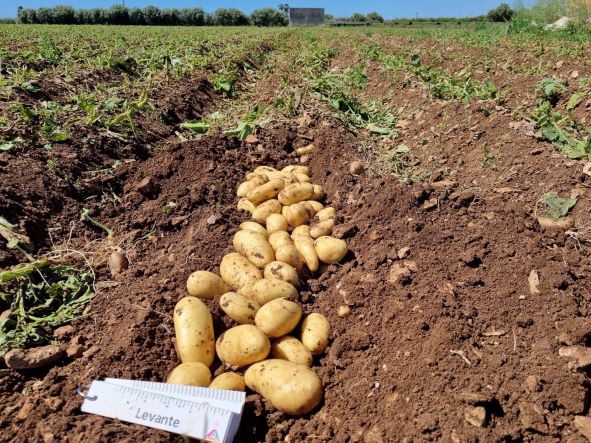 Romagnoli F.lli: al via la commercializzazione delle Patate Novelle Residuo Zero