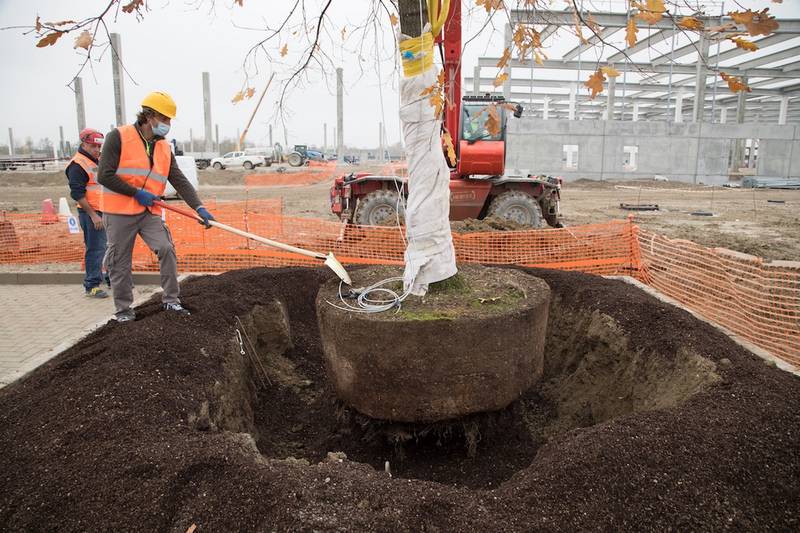 La posa della prima quercia al Casei Gerola Logistics Park