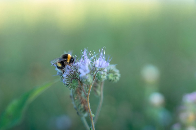 Il percorso di Mulino Bianco per la difesa della biodiversità