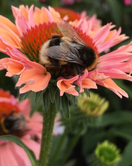 Slamp: to bee or not to be?