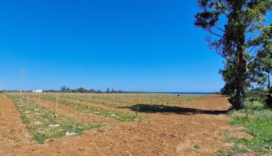 Consorzio Torre Guaceto e Fondazione Sylva: la riforestazione come volano di sviluppo sociale