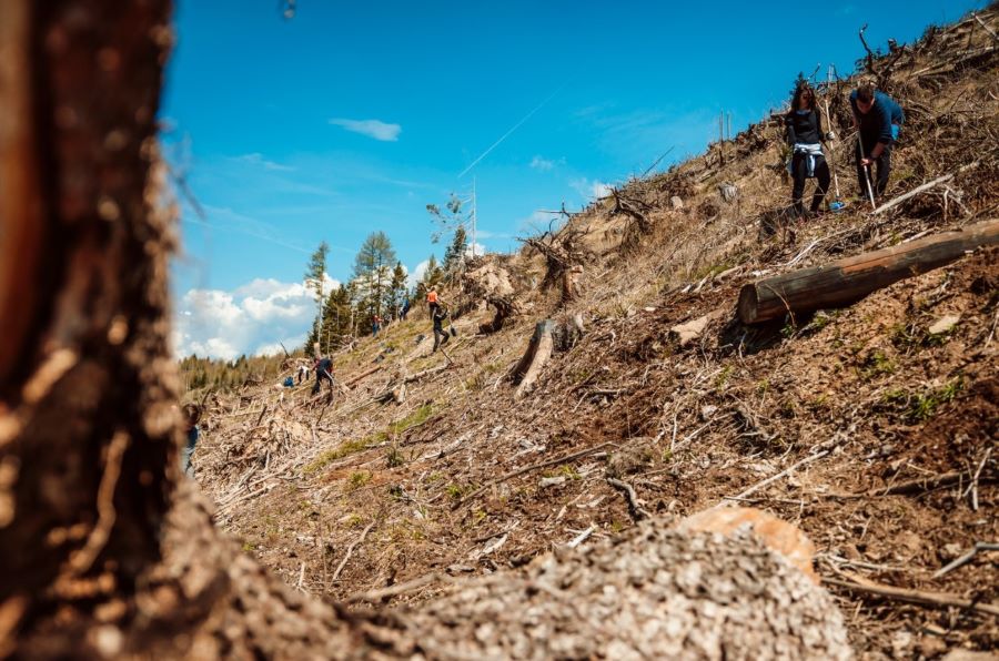 Prosegue l’impegno green del Gruppo Cassa Centrale con il progetto di riforestazione in Trentino Alto Adige