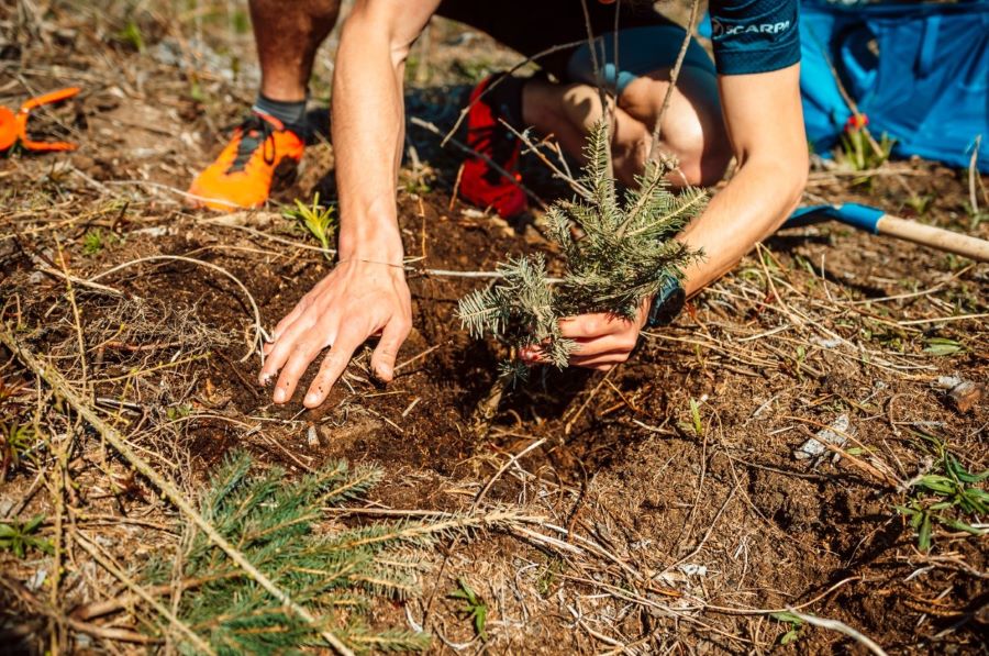 Prosegue l’impegno green del Gruppo Cassa Centrale con il progetto di riforestazione in Trentino Alto Adige