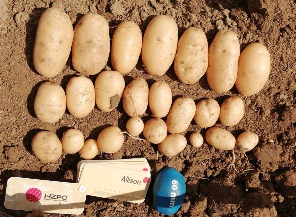 L’innovazione in campo: Pizzoli incontra i giovani talenti europei del mondo sementiero