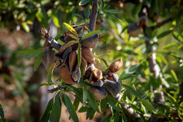 La Vision al 2027 di Veracruz Almonds