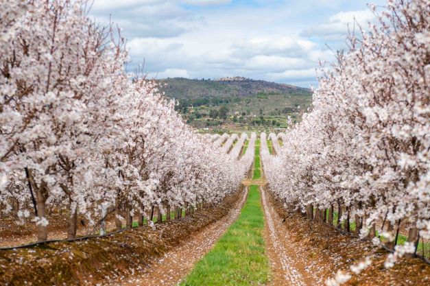 La Vision al 2027 di Veracruz Almonds