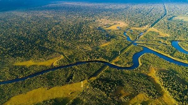 Nestlé: oltre i tre quarti della supply chain è deforestation-free