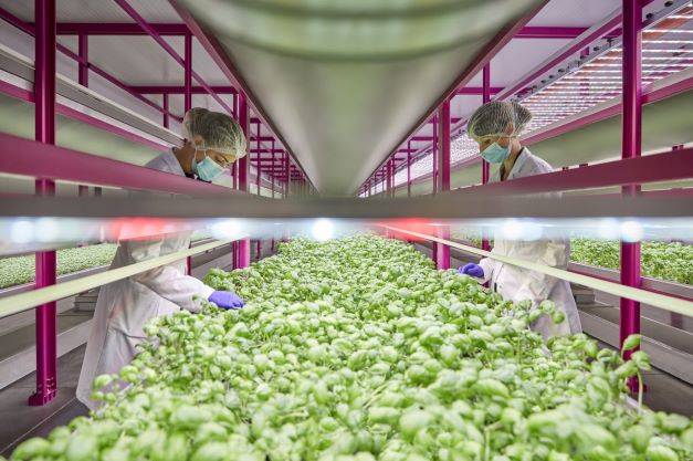 Nasce Future Farming District, uno dei maggiori siti di vertical farming al mondo