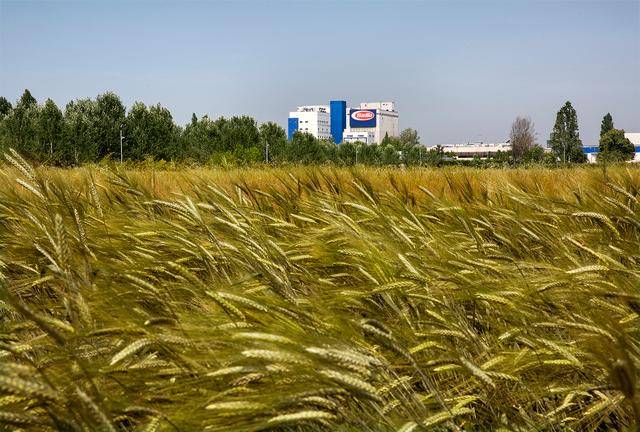 Nasce l’agribosco Barilla, un gesto d'amore per la natura