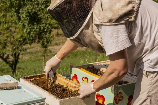 Alla cantina Le Manzane l’uva Glera cresce con le api