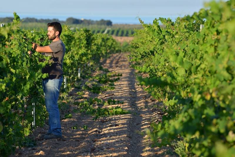Il vino di qualità tra riscoperta sociale e valorizzazione del territorio: Etilika dà voce alle cantine sociali