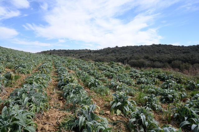 In Sicilia nasce un nuovo presidio Slow Food: il carciofo di Niscemi