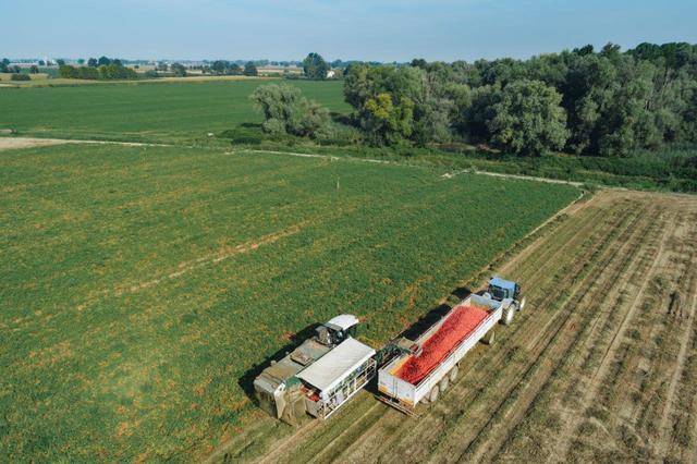 Il bilancio di sostenibilità del Consorzio Casalasco del Pomodoro è inserito nell’Index Future Respect 2021